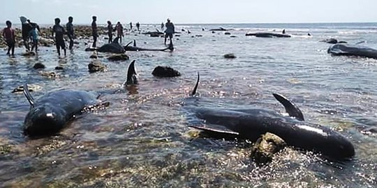 Penampakan Belasan Ekor Paus yang Terdampar di Pantai Selatan NTT