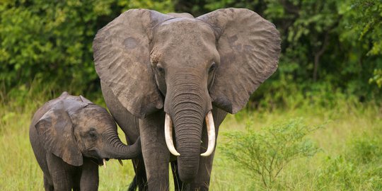 Musim Kawin, Gajah Masuk Permukiman Bikin Warga Indragiri Hulu Resah