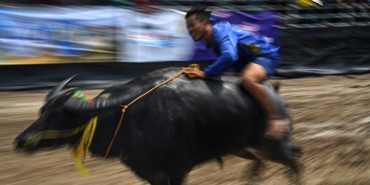 Video Kucing Dicekoki Ciu Direkam di Tulungagung, Begini Kronologi 