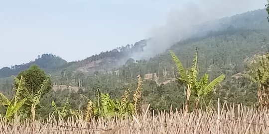 Jalur Pendakian ke Gunung Cikuray Kebakaran