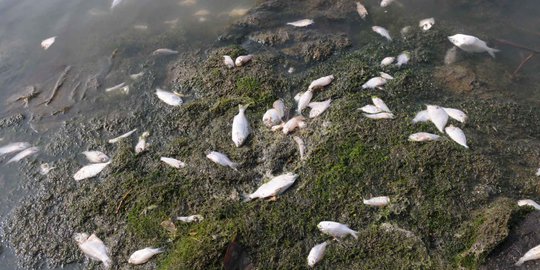 Ikan dan Biota Laut di Pantai Lolonluan Maluku Mati Mendadak