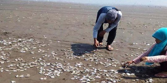 Ribuan Ikan Mati di Pantai Jetis Cilacap Akibat Jaring Payang Nelayan