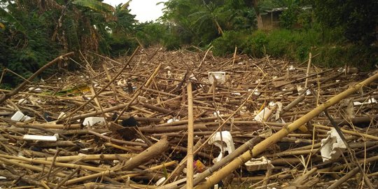 Sampah Bambu di Kali Cikeas Mulai Dibersihkan Hari Ini