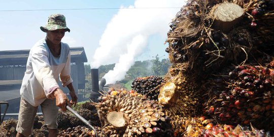 Pemerintah dan Apkasindo Kejar Target Peremajaan 180 Ribu Hektare Perkebunan Sawit