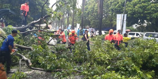 Pemotor Meninggal saat Menghindari Pohon Tumbang di Bogor
