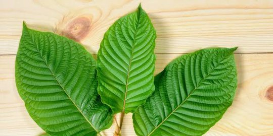 Mengenal Daun Kratom Dan Efek Yang Bisa Ditimbulkannya Pada Tubuh Merdeka Com