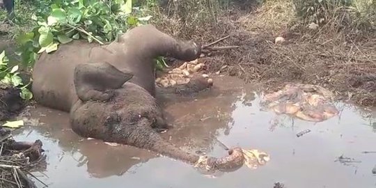 Terjerat Tali Nilon, Anak Gajah di Siak Luka Parah Diselamatkan BKSDA