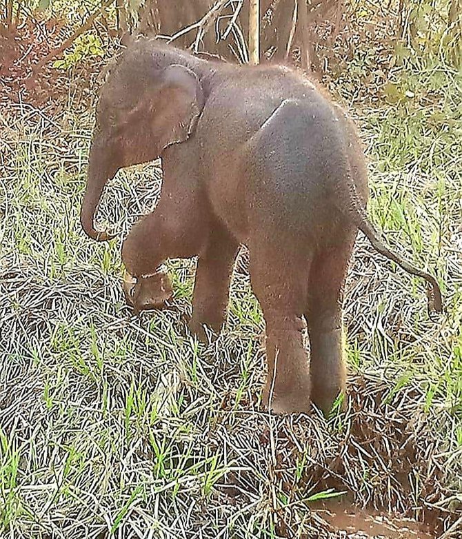 anak gajah terjerat tali nilon