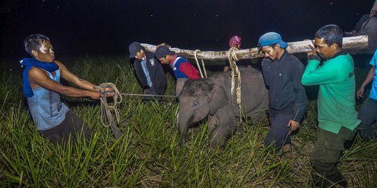 Penyelamatan Bayi Gajah Terluka di Riau