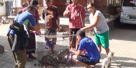 Dipancing dengan Betina, Kera Jantan Liar Bikin Resah Warga Jembrana Ditangkap