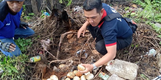 Awal Mula Penemuan Ular Piton & 33 Butir Telur yang Kejutkan Warga Samarinda