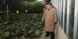 Wajah Kim Jong-un Saat Pantau Sayuran di Rumah Kaca