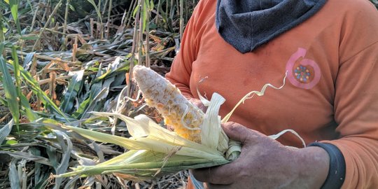 Kera Liar Turun Gunung, Rusak Ladang Jagung Warga Ponorogo