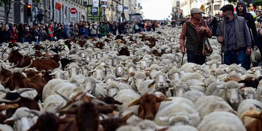 Ketika 2.000 Domba Lewat Jalanan Kota Madrid