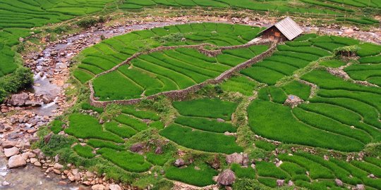 Petani di Daerah Tertinggal Terapkan Smart Farming