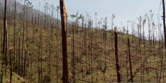 Diterjang Angin Kencang, Ribuan Pinus di Gunung Merbabu Tumbang