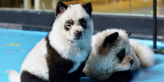 Heboh, Penampakan Anjing Mirip Panda di China