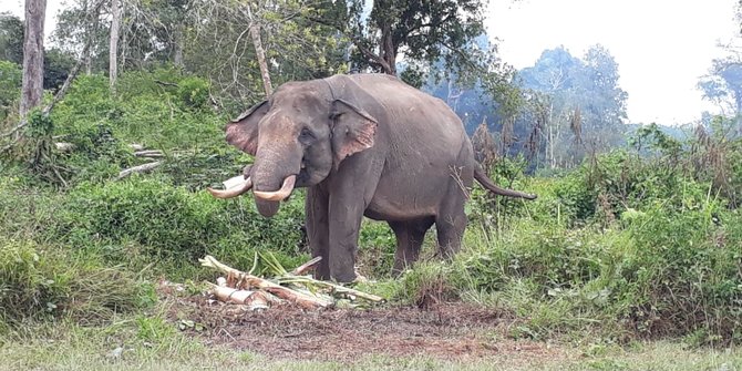 Ngebet Kawin, Gajah di Indragiri Hulu Masuk Permukiman dan Rusak Kebun Warga