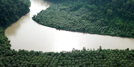 Pemerintah Perlu Prioritaskan Penuntasan Sengketa Lahan Sawit