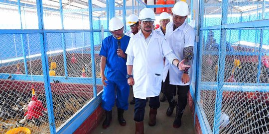 Mentan SYL Dorong Pembibitan Ayam Kampung Berbasis Pemberdayaan Masyarakat