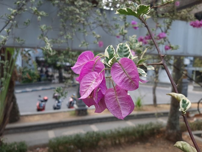 hasil foto samsung galaxy a30s