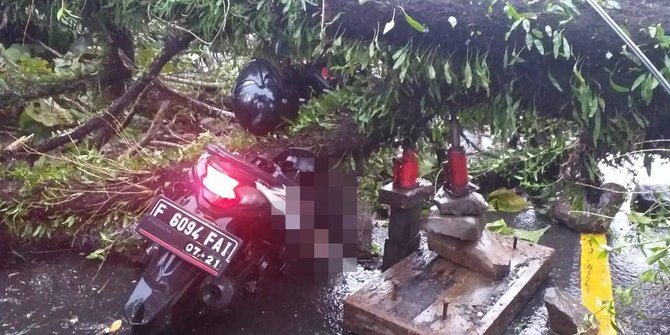 Pengendara Motor Tewas Tertimpa Pohon Jati di Bogor