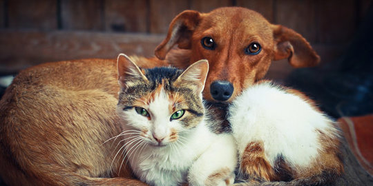 Anjing dan Kucing, Mana yang Lebih Cerdas?