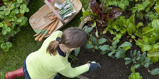 berkebun rev3