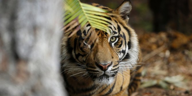 Warga Ketakutan, Minta Pemerintah Tangkap Harimau Sumatera yang Tewaskan Pemuda