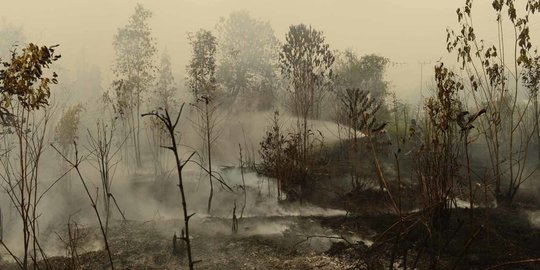 Curah Hujan Sudah Tampak, Status Siaga Karhutla di Riau Berakhir