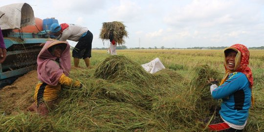 Oktober 2019, Nilai Tukar Petani Naik 0,16 Persen