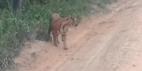 Harimau Sumatera Muncul di Area Pipa Minyak Taman Zamrud