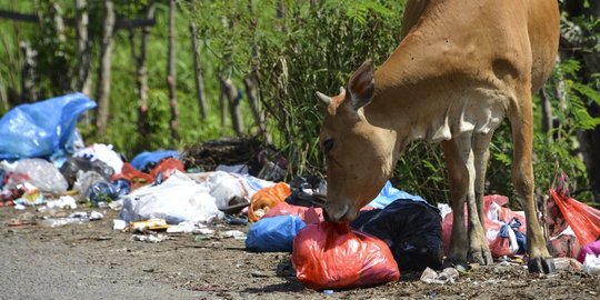 Potret Sapi Pemakan Sampah di Aceh