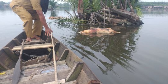 Ratusan Bangkai Babi Mengambang di Sungai Bederah Resahkan Warga Medan