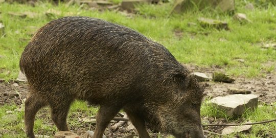 Masuk Rumah, Babi Hutan Dibacok Warga di Bogor