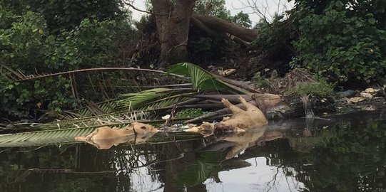 Ratusan Bangkai Babi yang Dibuang ke Sungai di Medan Diduga Terjangkit Hog Cholera