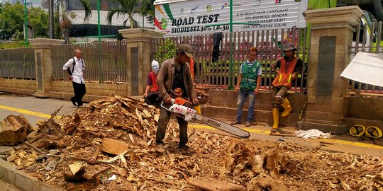 Tebangi Pohon-Pohon Angsana di Cikini, Ini Penjelasan Pemprov DKI