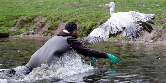 Perjuangan Petugas Kebun Binatang Bersusah Payah Tangkap Burung Pelican