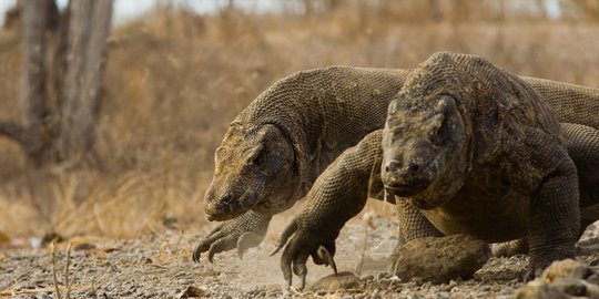 Komodo Bisa Disewakan untuk Tambah Pendapatan Negara