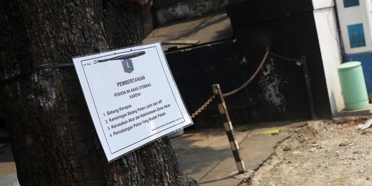 Pohon-Pohon di Kemang Juga Terancam Ditebang