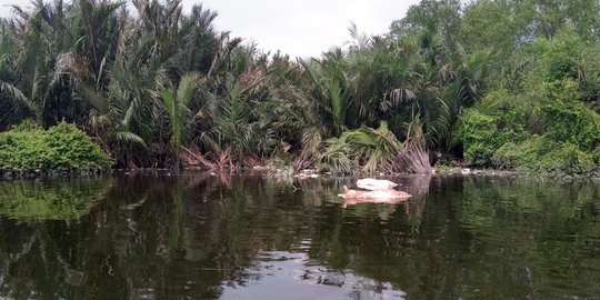 Pemkot Medan Kesulitan Atasi Kiriman Bangkai Babi, Penguburan Massal Terkendala