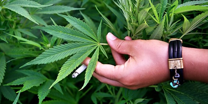 Tanam Ganja di Halaman Rumah, Pemuda di Bondowoso Dibekuk Polisi
