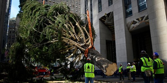 Jelang Natal, New York Pasang Pohon Cemara Raksasa