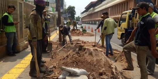 Panggil Kadis Kehutanan, Ketua DPRD DKI Minta Penebangan Pohon Disetop