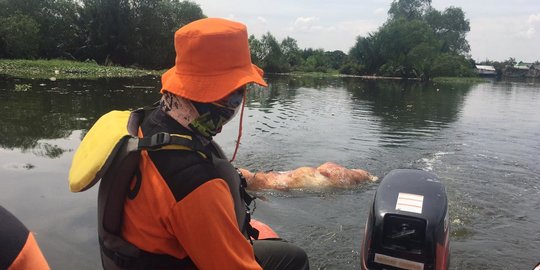 5.800 Babi di Sumut Mati, Virus Hog Cholera Berpotensi Makin Menyebar