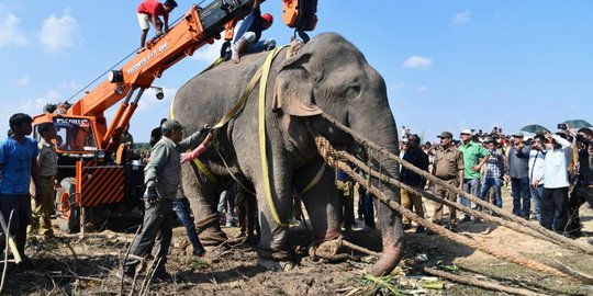 Begini Cara India Evakuasi Gajah Liar yang Tewaskan 5 Orang