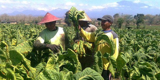 Sudah Terapkan Cukai, Pemerintah Diminta Perhatikan Industri Tembakau Alternatif