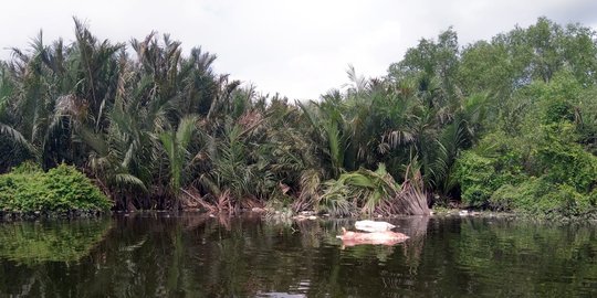 Puluhan Babi di Sumut Mati Mendadak, Warga Diminta Jangan Buang ke Sungai