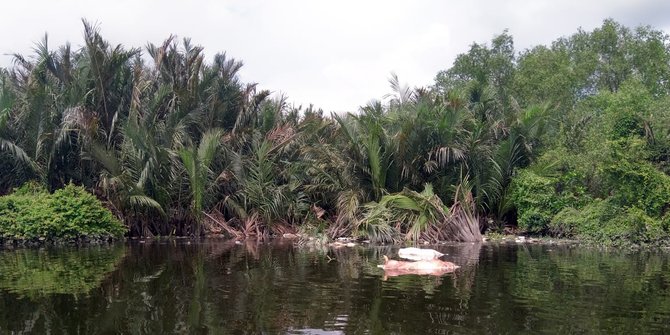 Puluhan Babi di Sumut Mati Mendadak, Warga Diminta Jangan Buang ke Sungai