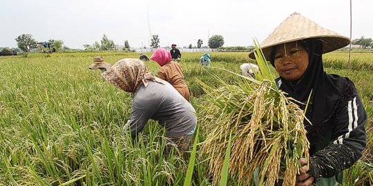 Upah Buruh Tani Naik 0,17 Persen di Oktober 2019